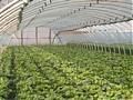 Greenhouse pole